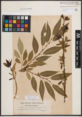 Foto von Salix fragilis L.